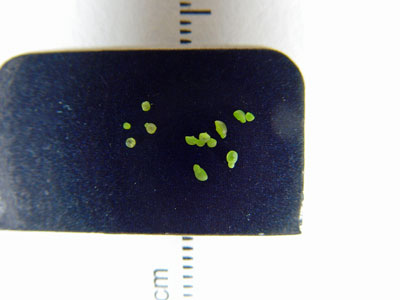 Photo: Wolffia columbiana on left, Wolffia brasiliensis on right