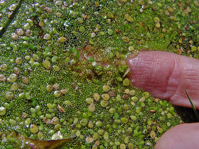 Photo: Wolffia columbiana with duckweeds