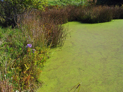 Photo: Wolffia columbiana and duckweeds