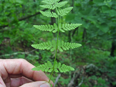 Photo: Woodsia obtusa