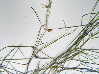 Photo: Zannichellia palustris specimens