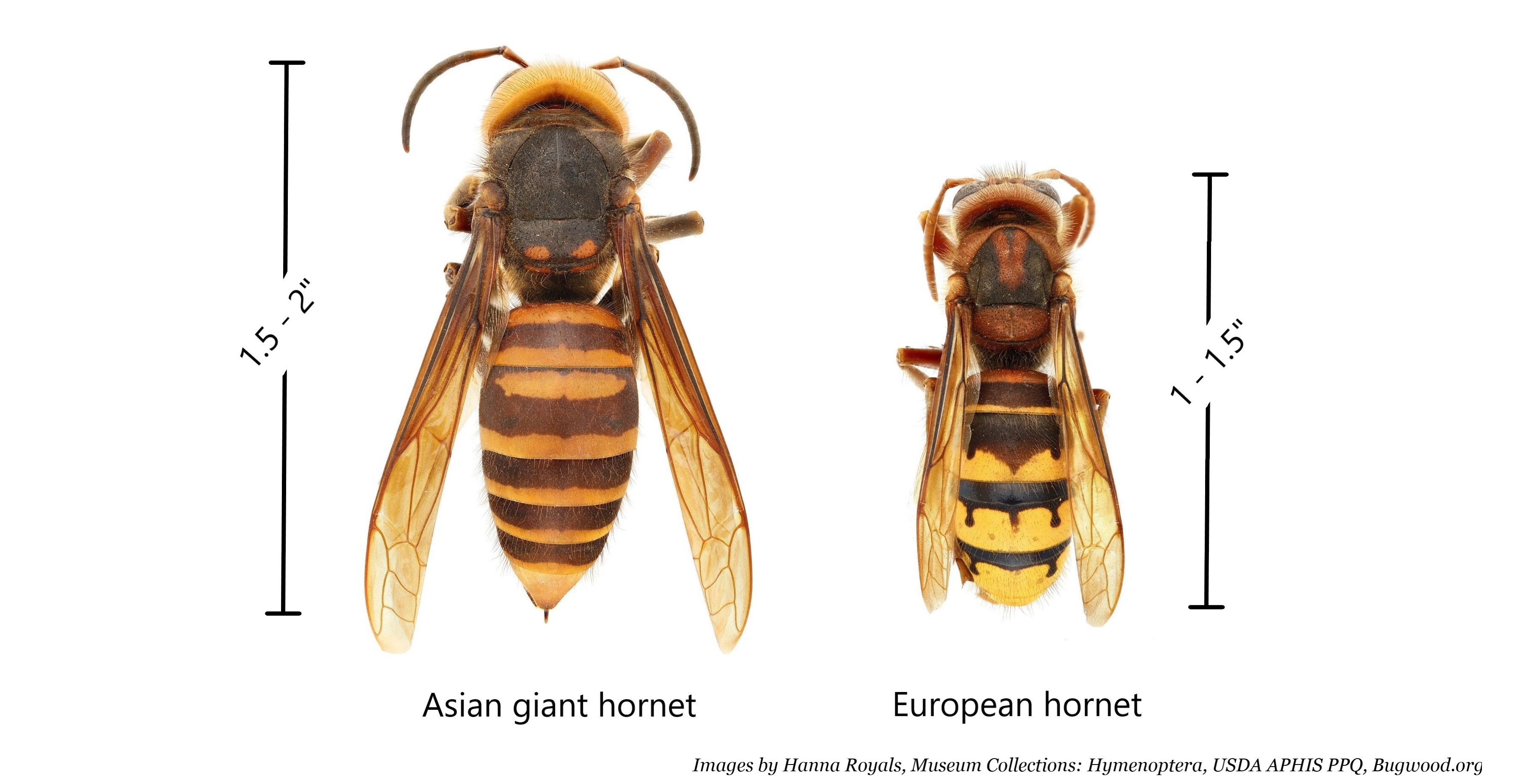 image of Asian giant hornet and European hornet by Hanna Royals, Museum Collections: Hymenoptera, USDA APHIS PPQ, Bugwood.org;