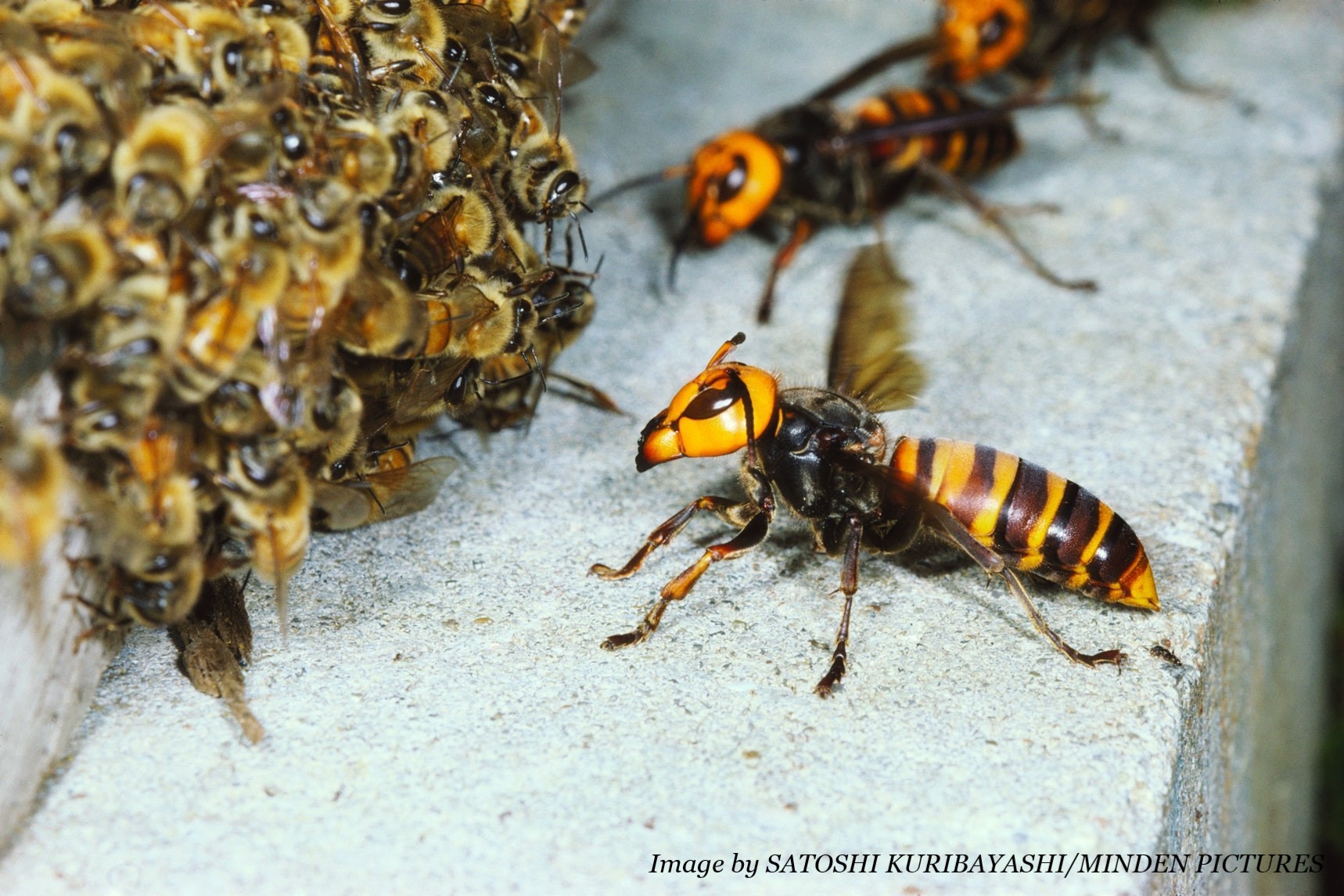 Apiary Program Exotic Hornets