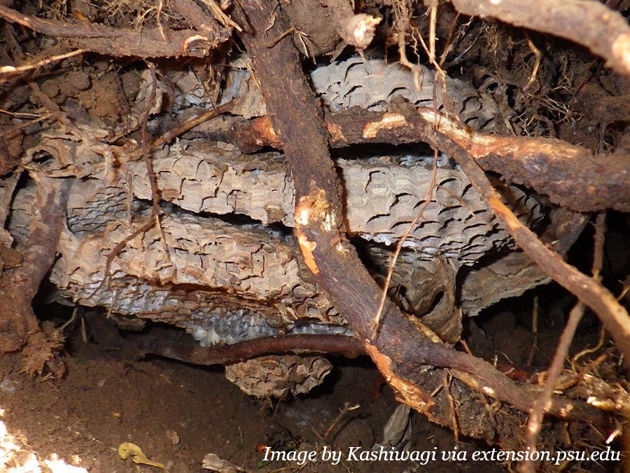 Asian giant hornet underground nest