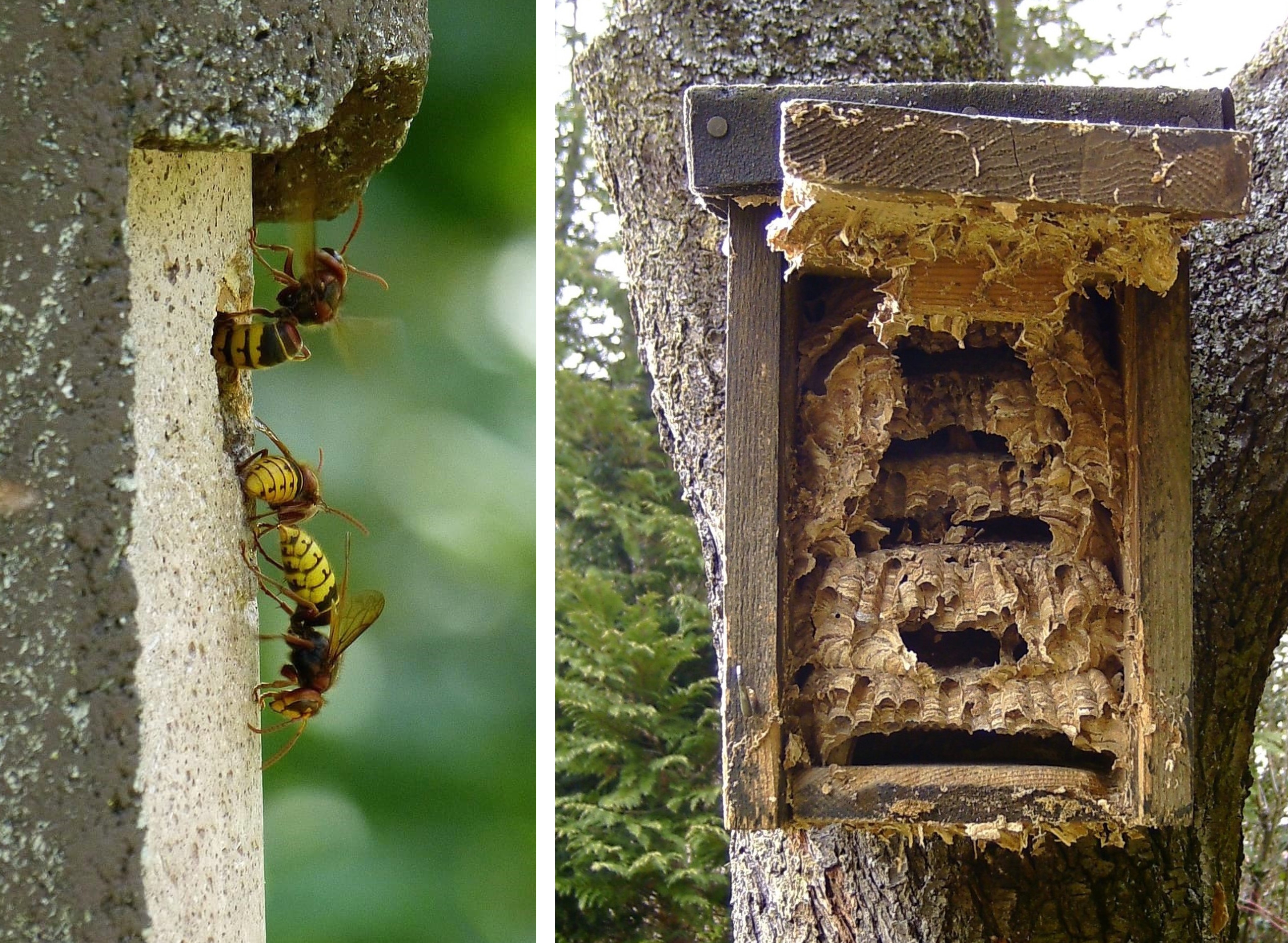 European hornet nests