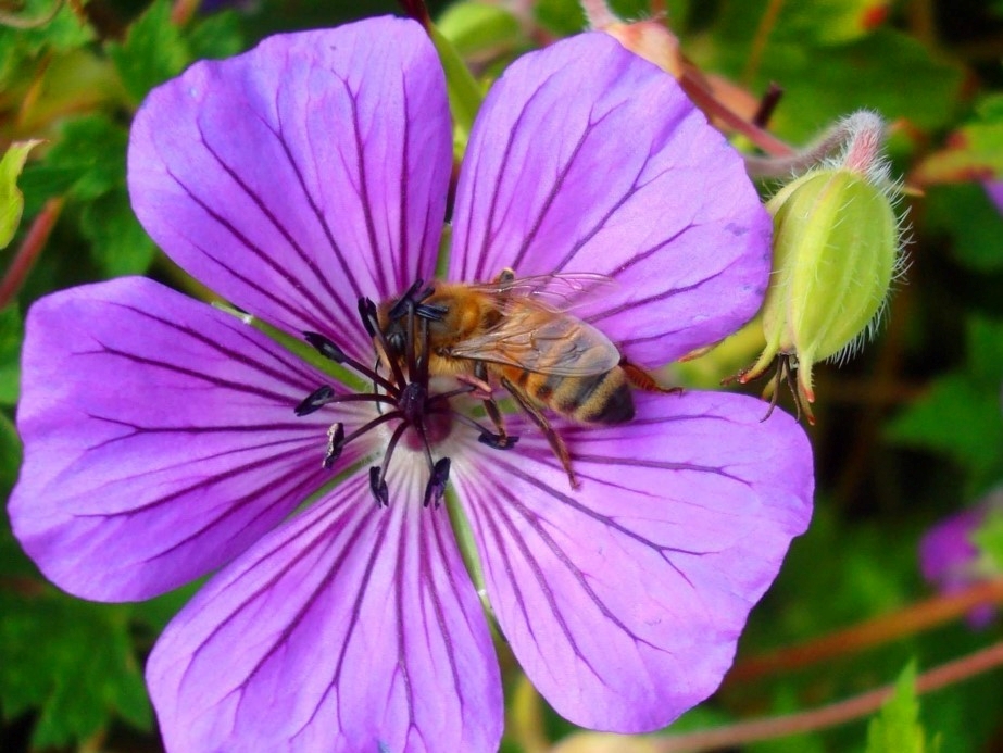 Honeybee on primrose