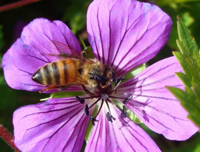 Honeybee on primrose