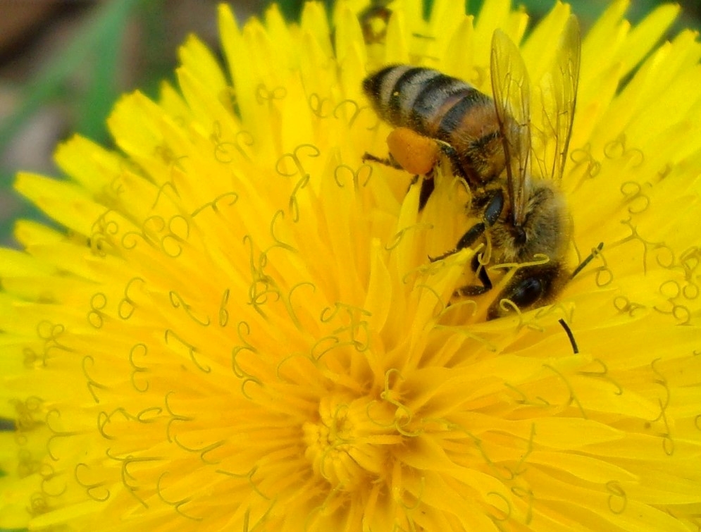 Honeybee on dandelion