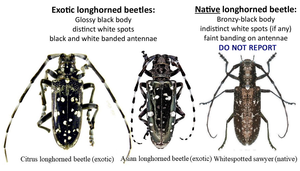 Asian longhorned beetle adult female