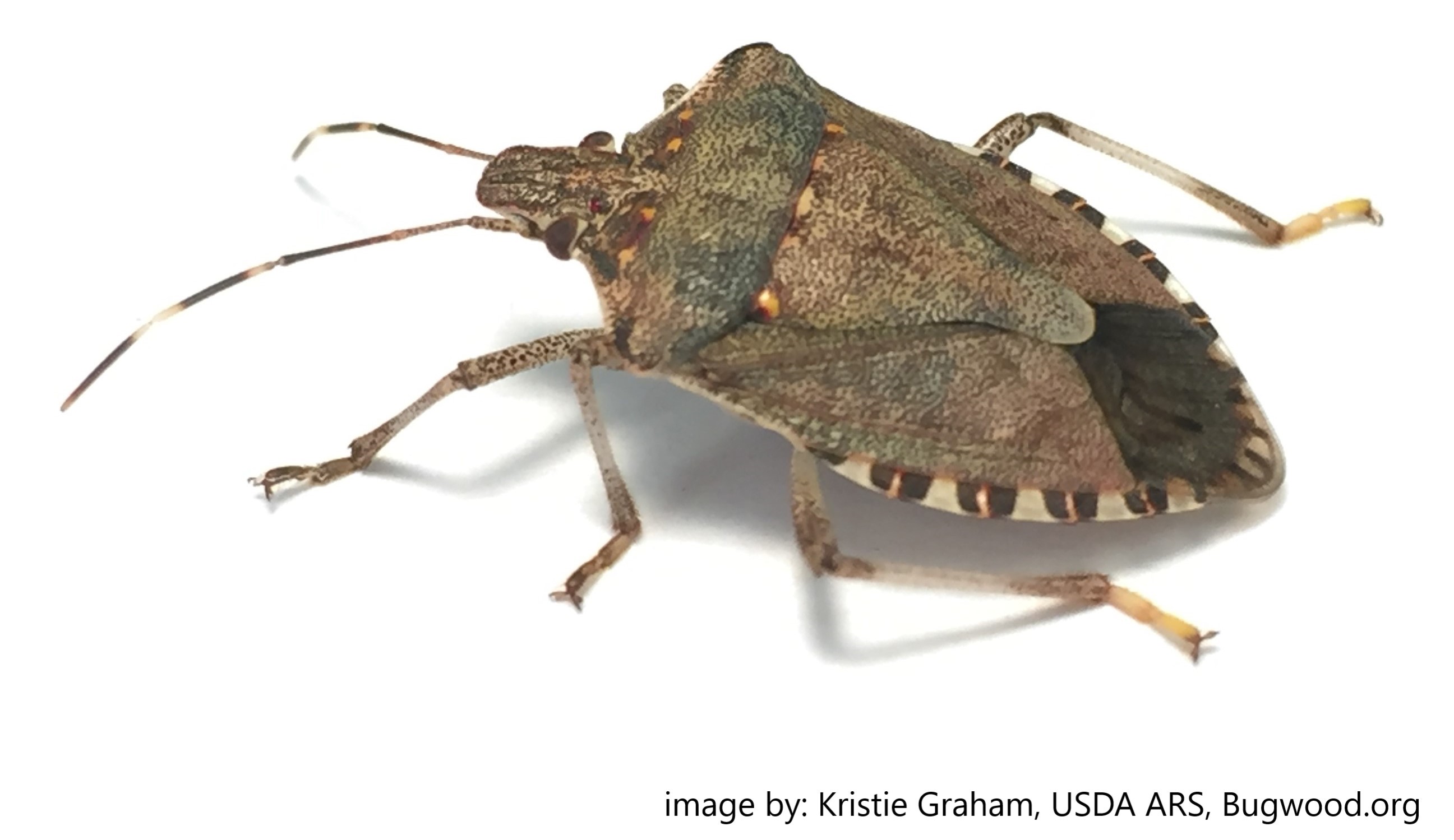 Brown Marmorated Stink Bug: Pest Survey (CAPS): Division of Animal and  Plant Health: Maine Agriculture, Conservation, Forestry (DACF)