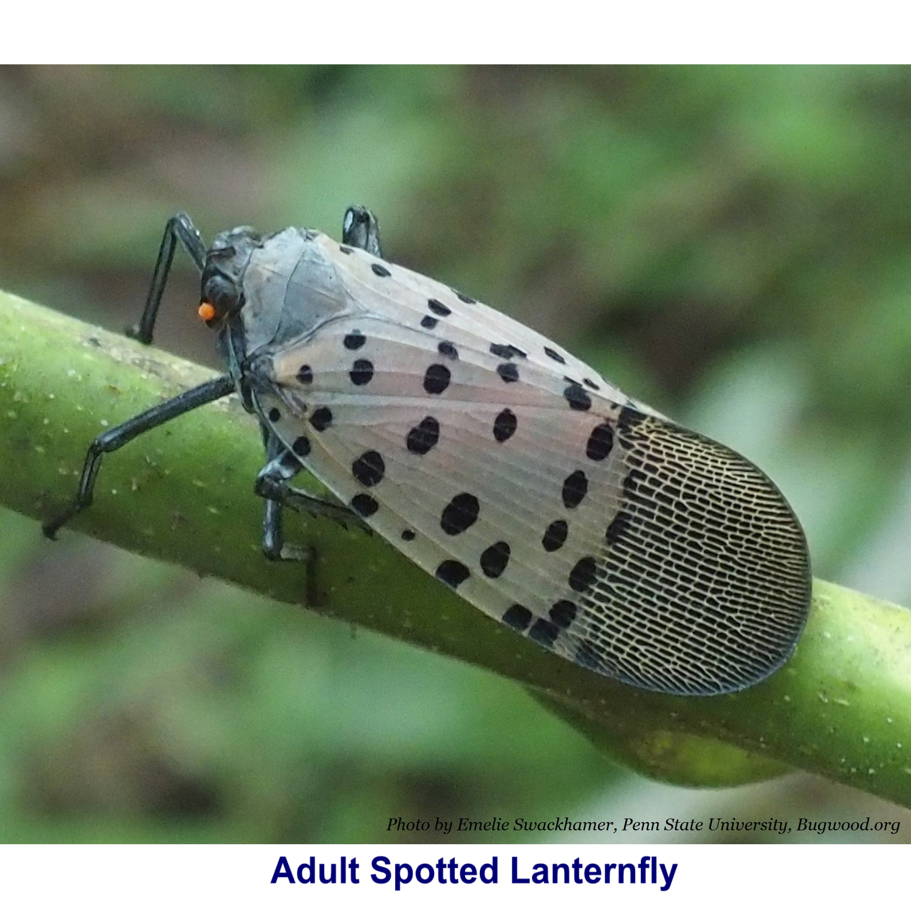 image of Spotted lanternfly adult