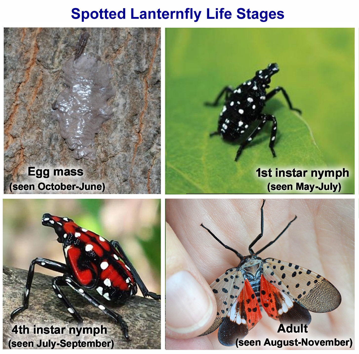 images of spotted lanternfly life stages; egg mass, 1st instar nymph, 4th instar nympth, adult