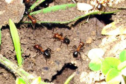 allegheny mound ants up close