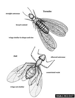 diagram of termite and ant