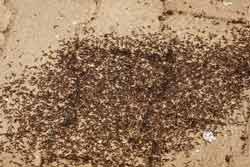 Infestation of pavement ants