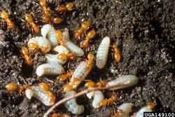 Larger yellow ants