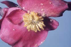 aphids on begonia