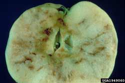 apple maggot damage to inside of apple