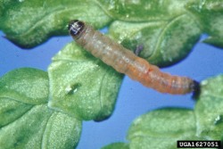 arborvitae leafminer larvae