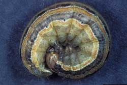 armyworm moth larva