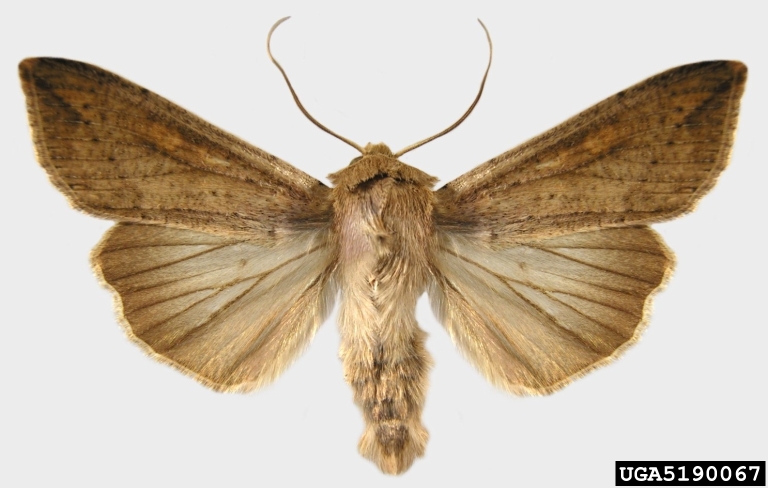 Clothes Moths: Got Pests? : Board of Pesticides Control: Maine DACF