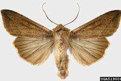 armyworm moth adult