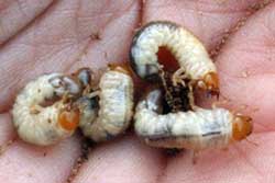Asiatic garden beetle larvae