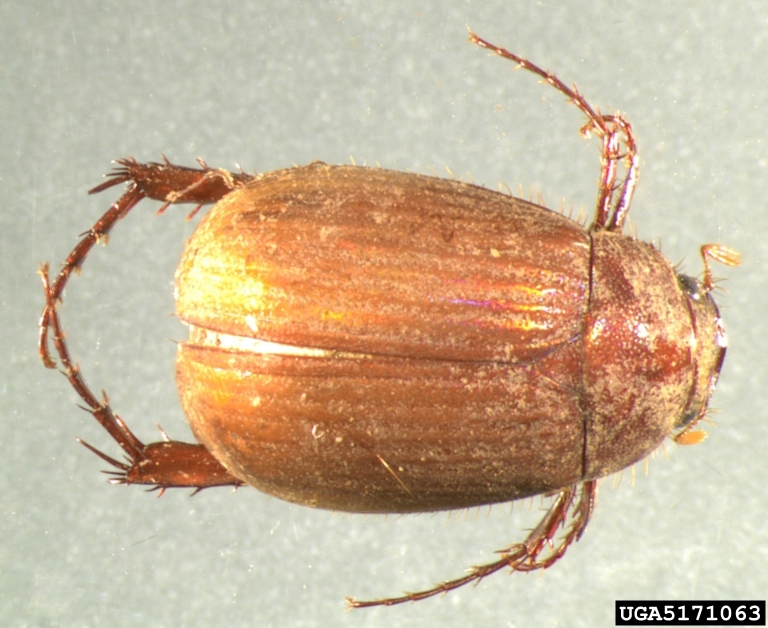 Multicolored Asian Lady Beetle - Home and Garden IPM from Cooperative  Extension - University of Maine Cooperative Extension