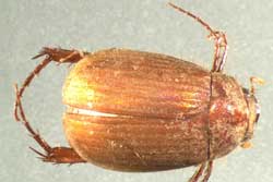 asiatic garden beetle adult