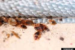 Thanks to bed bug hysteria, throwing out a mattress is going to cost me money