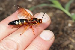 cicada killer