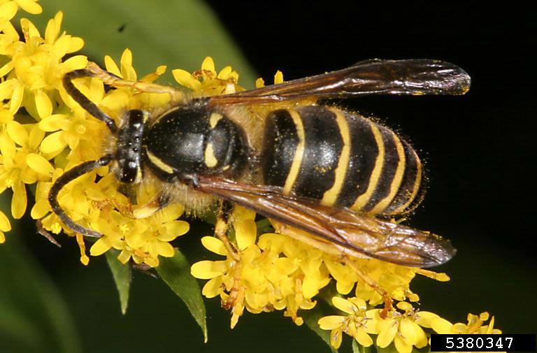 Yellow Jacket Identification Chart