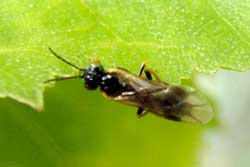 birch leafminer adult