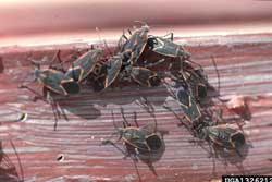 group of boxelder bugs on side of building