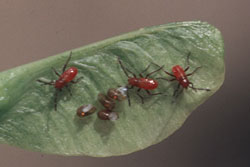 boxelder nymphs