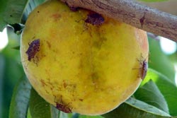 brown marmorated stink bugs on peach