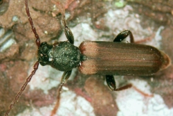 brown spruce longhorned bettle