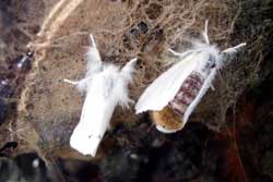 browntail moth adults