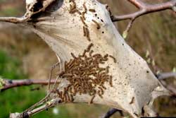 browntail moth larvae