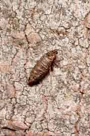 bruce spanworm adult female