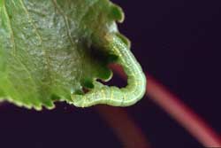 bruce spanworm larva