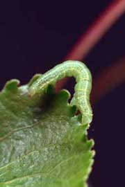 bruce spanworm larva