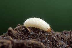 black vine weevil larvae