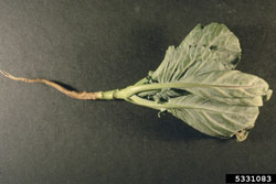 damage caused by cabbage maggot