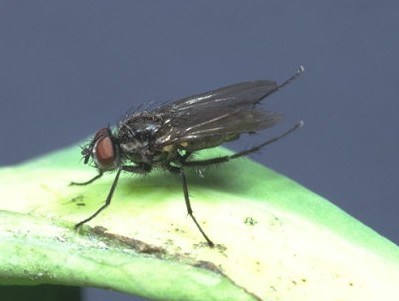 Cabbage Maggot: Got Pests? : Board of Pesticides Control: Maine DACF