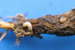 cabbage maggot larva