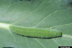 imported cabbageworm larvae