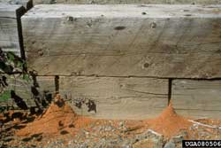 sawdust from carpenter ant damage