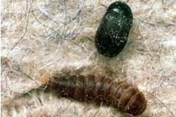 carpet beetle adult and larva