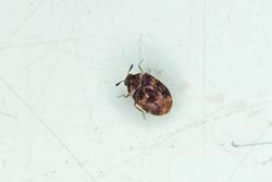 varied carpet beetle